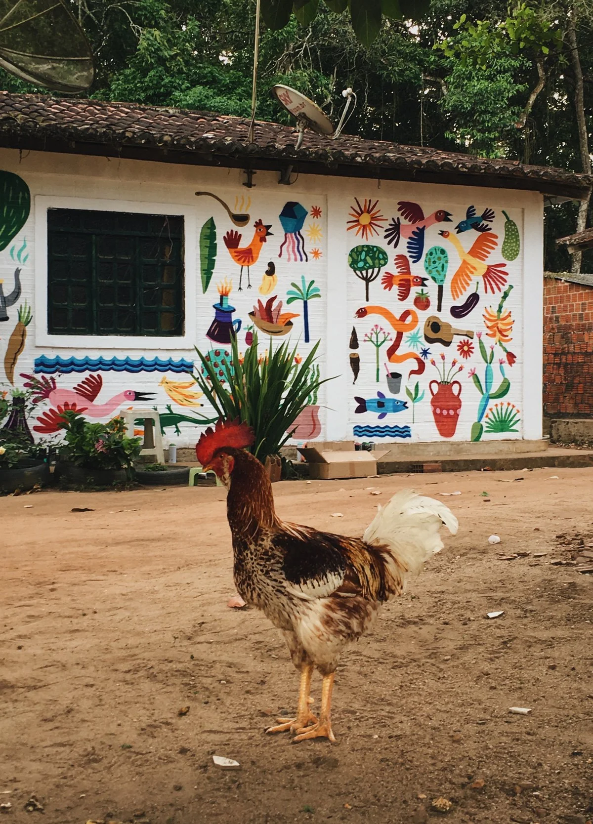 Chã de Jardim — imagem 5