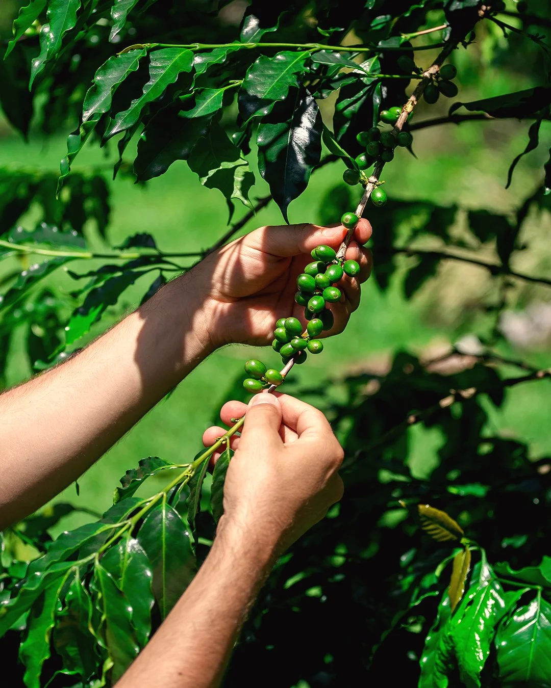 Fazenda Santa Vitória — imagem 5
