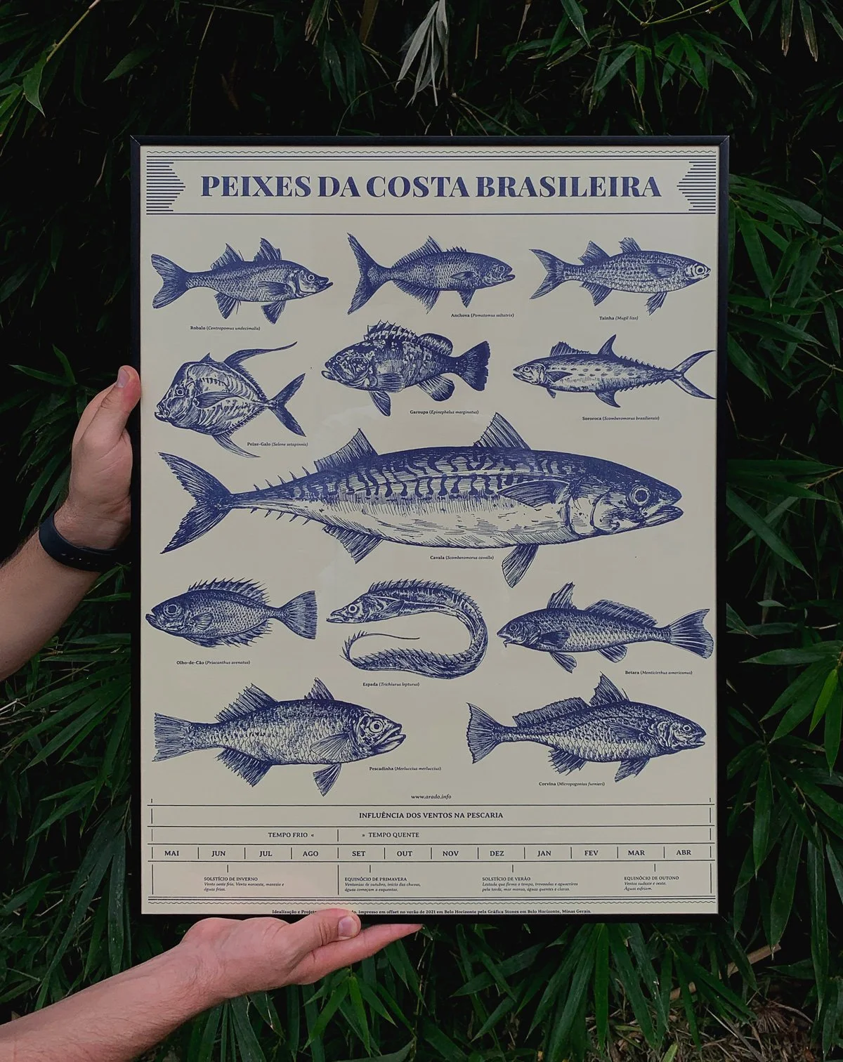 Peixes da Costa Brasileira — imagem 2